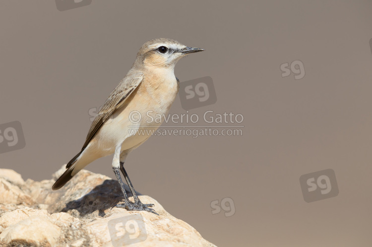 Isabelline Wheatear